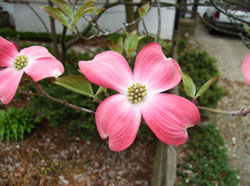 Dogwoods Up Close