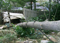 Pine Tree